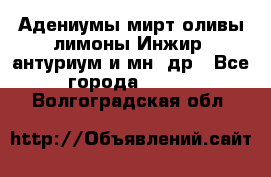 Адениумы,мирт,оливы,лимоны,Инжир, антуриум и мн .др - Все города  »    . Волгоградская обл.